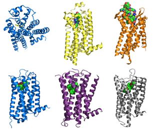 From left to right: (Top row) The molecular "fight or flight" switch called the Beta2 adrenergic receptor; A2A adenosine receptor, sometimes called the "caffeine receptor;" CXCR4 chemokine receptor normally helps activate the immune system and stimulate cell movement; (Bottom row) D3 dopamine receptor plays a vital role in the central nervous system; H1 histamine receptor plays a role in how the immune system produces allergic reactions to pollen, food and pets; kappa opioid receptor, a protein on the surface of brain cells involved in pleasure, pain, addiction, depression, psychosis and related conditions.