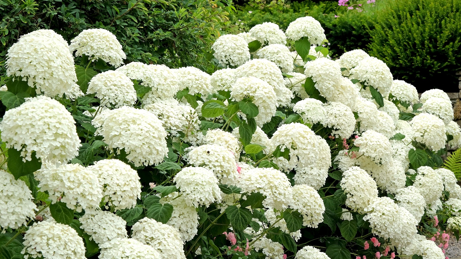 native hydrangea Annabelle with white flowers