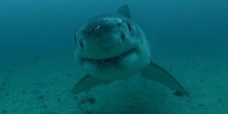 shark week 2018 discovery