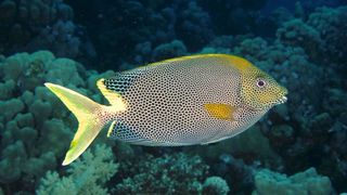 Spotted rabbitfish