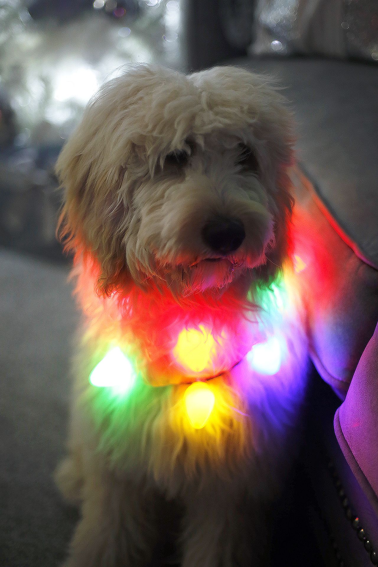 A goldendoodle wearing christmas lights