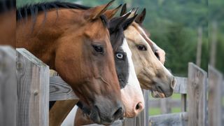 A photo of four horses with different coats lined up looking over a fence.