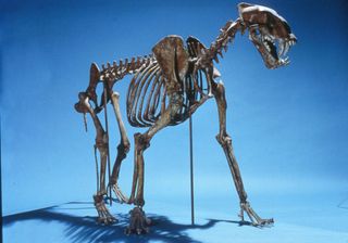 Scimitar-toothed cat, saber tooth animals