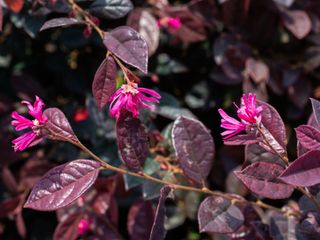 Loropetalum shrub with pink flowers