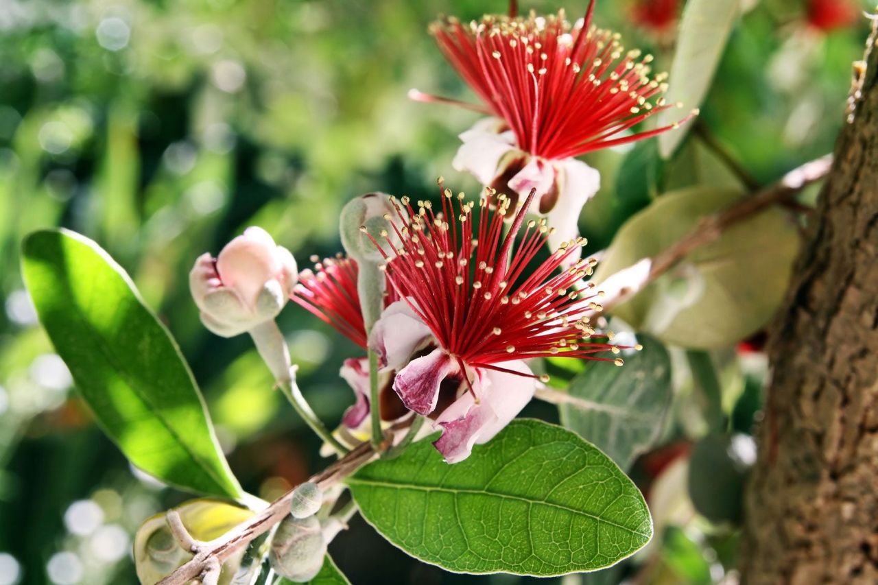 Feijoa Fruit Tree