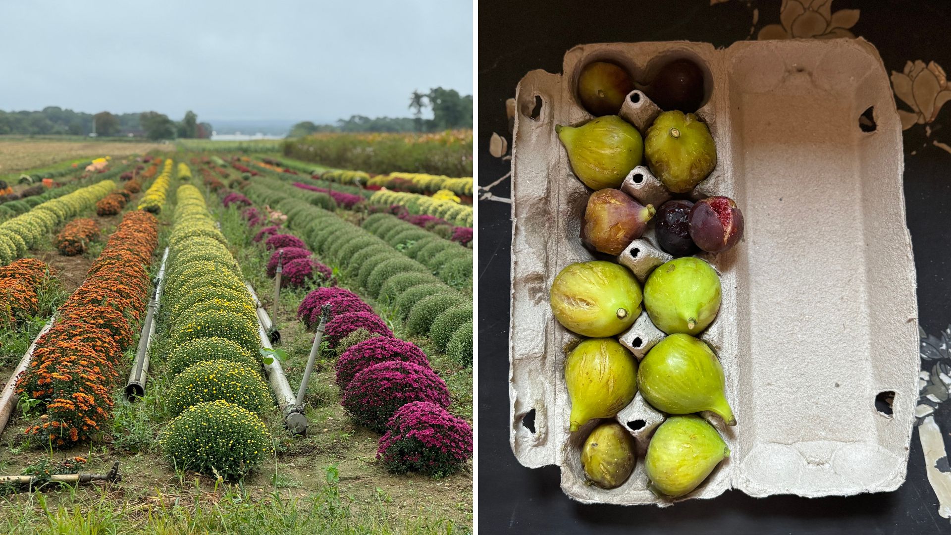 Rows of flowers growing and a box of figs