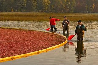 flooded with water, the bog soon turns red with all the floating, ripe cranberries