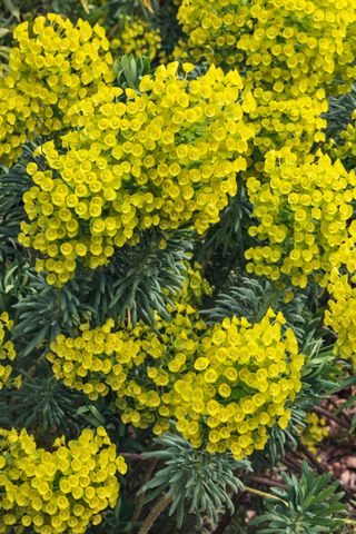 best budget plants: Euphorbia characias