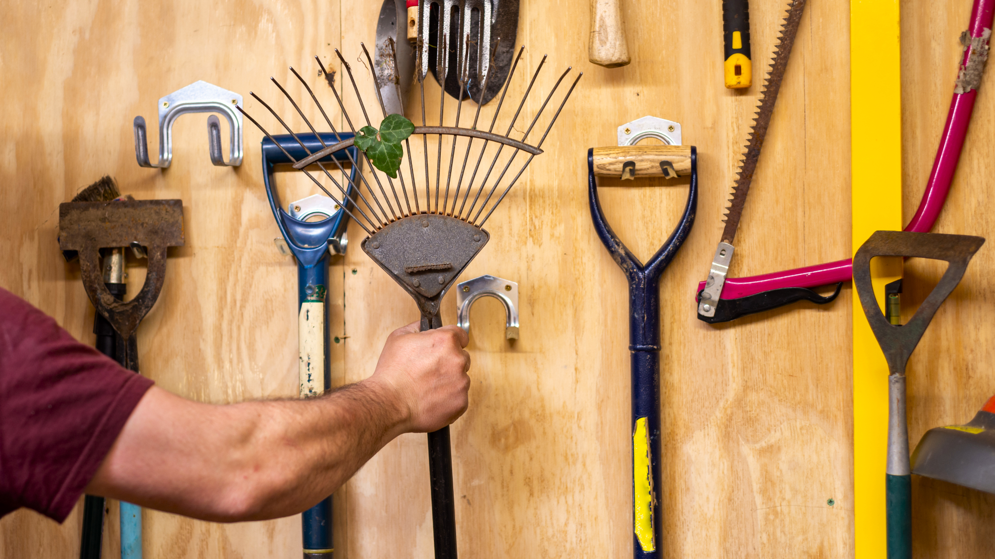 man reaching for a rake in a garden shed full of tools 