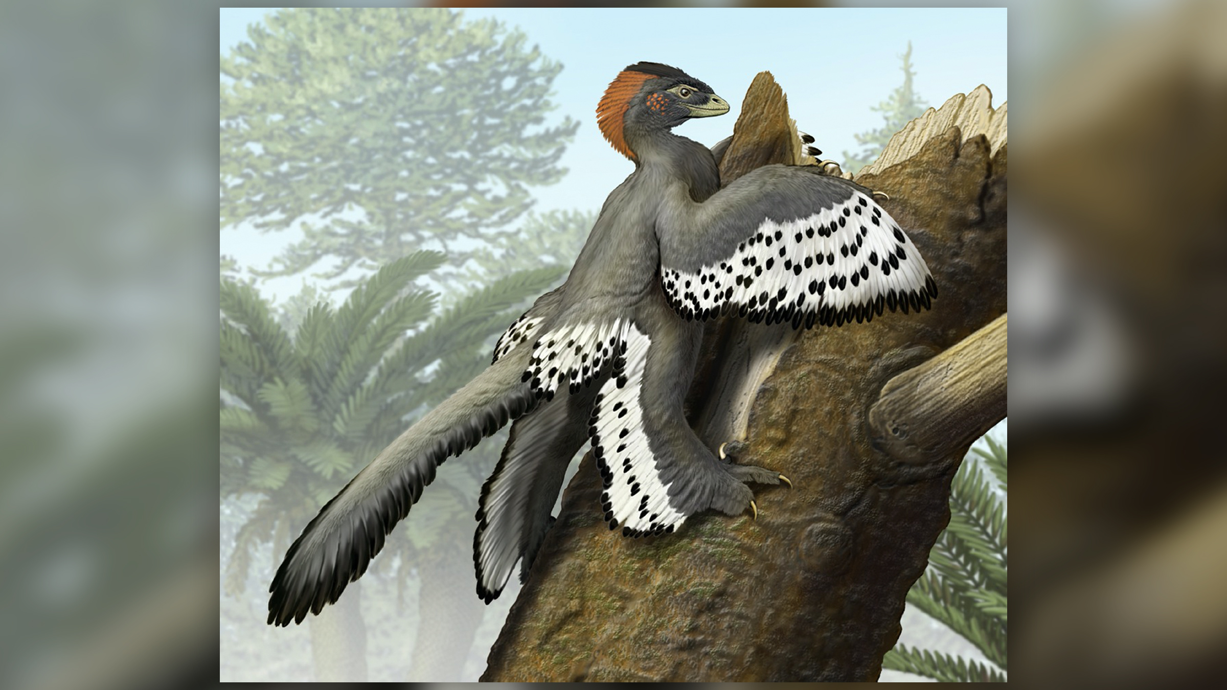 The crow-size Anchiornis had black and white wings and a red crest atop its head when it was alive during the Jurassic period.