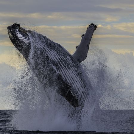 Crop in on whale jumping