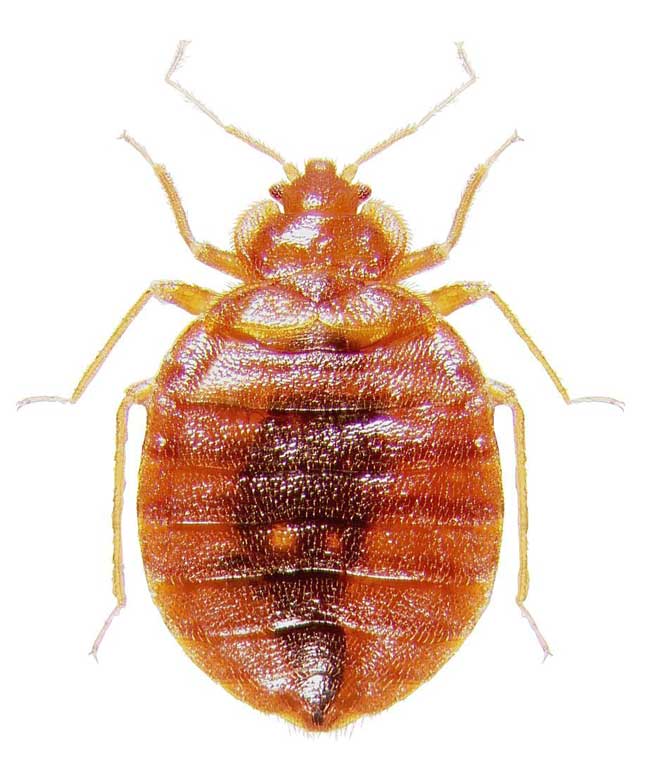 Bad Gets Worse: Bedbugs May Bring Superbug to Bed | Live Science