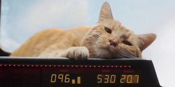 Goose the Cat / Flerken in Captain Marvel