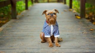Brussels Griffon sitting on a wooden path wearing dog shirt