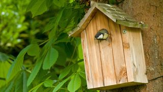 Picture of blue tit hiding in bird house