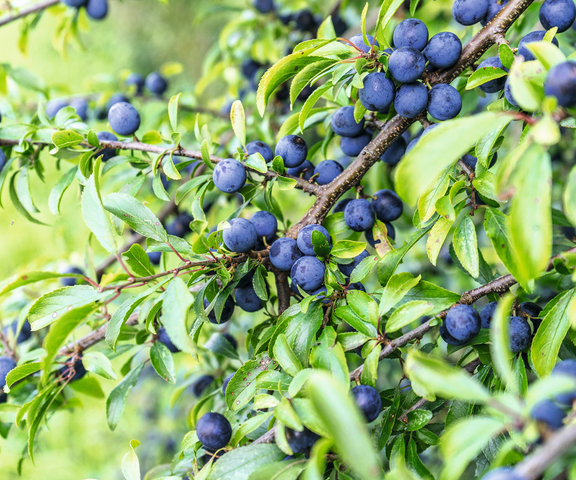The green leaves and blue sloe berries of a blackthorn bush