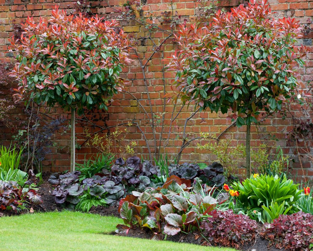 Best plants for topiary 9 of the best to clip into shapes Homes