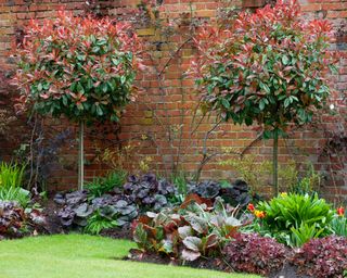 evergreen shrub photinia 'red'robin with its color changing foliage