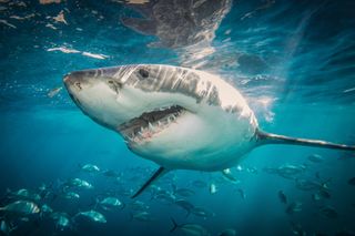 Great White Shark – photographed absolutely nowhere near Devon whatsoever.