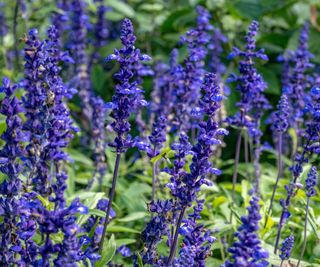 mealycup sage in bloom