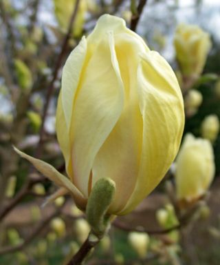 'Yellow Lantern' magnolia