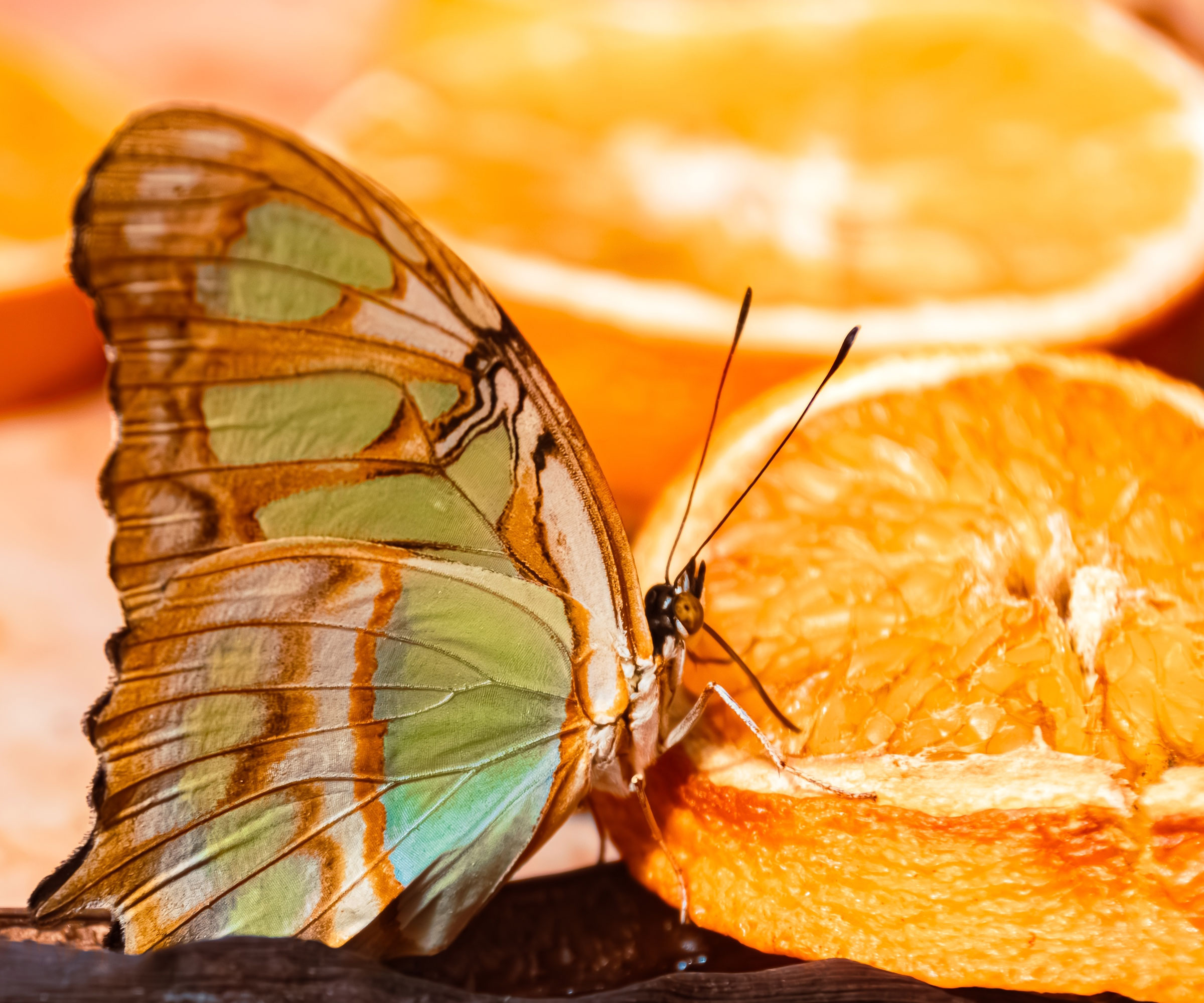 malachite butterfly feeding on rotting orange slices