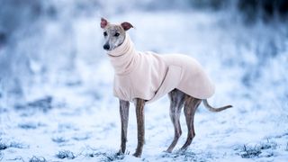 Greyhound in winter fleece
