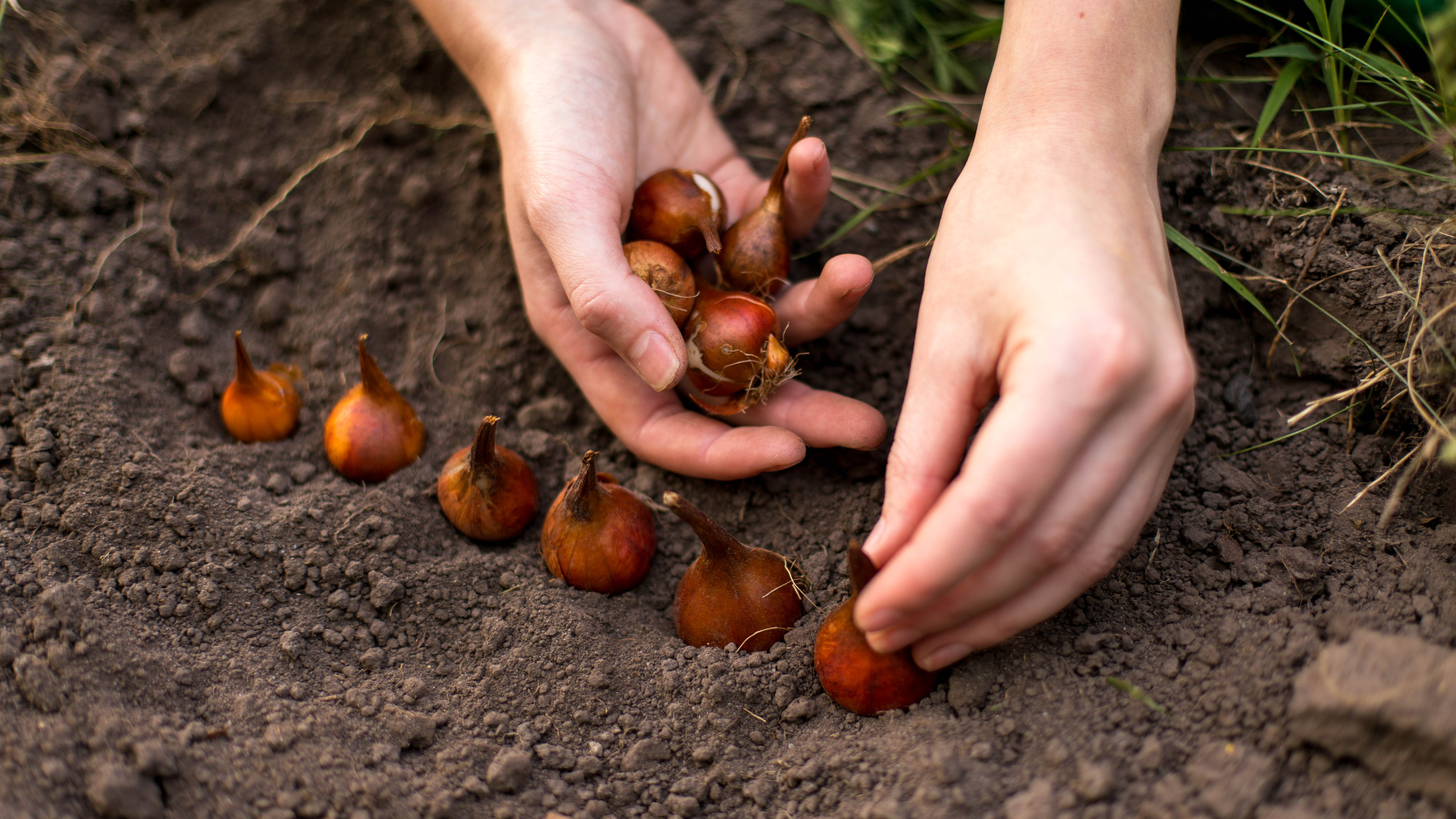 Tulip bulbs being planted in the soil by hand