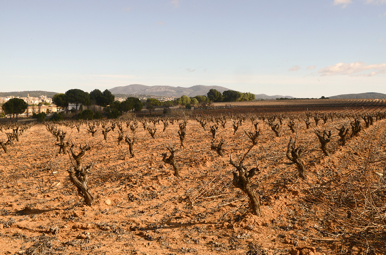 FRUlecia_vineyard.jpg