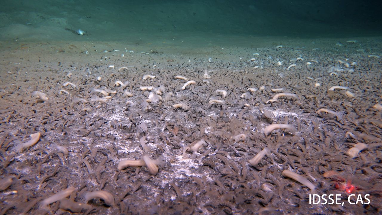An underwater photograph of tube-dwelling polychaetes and spots of microbial mats at the Aleutian Deepest, 6870 m deep.