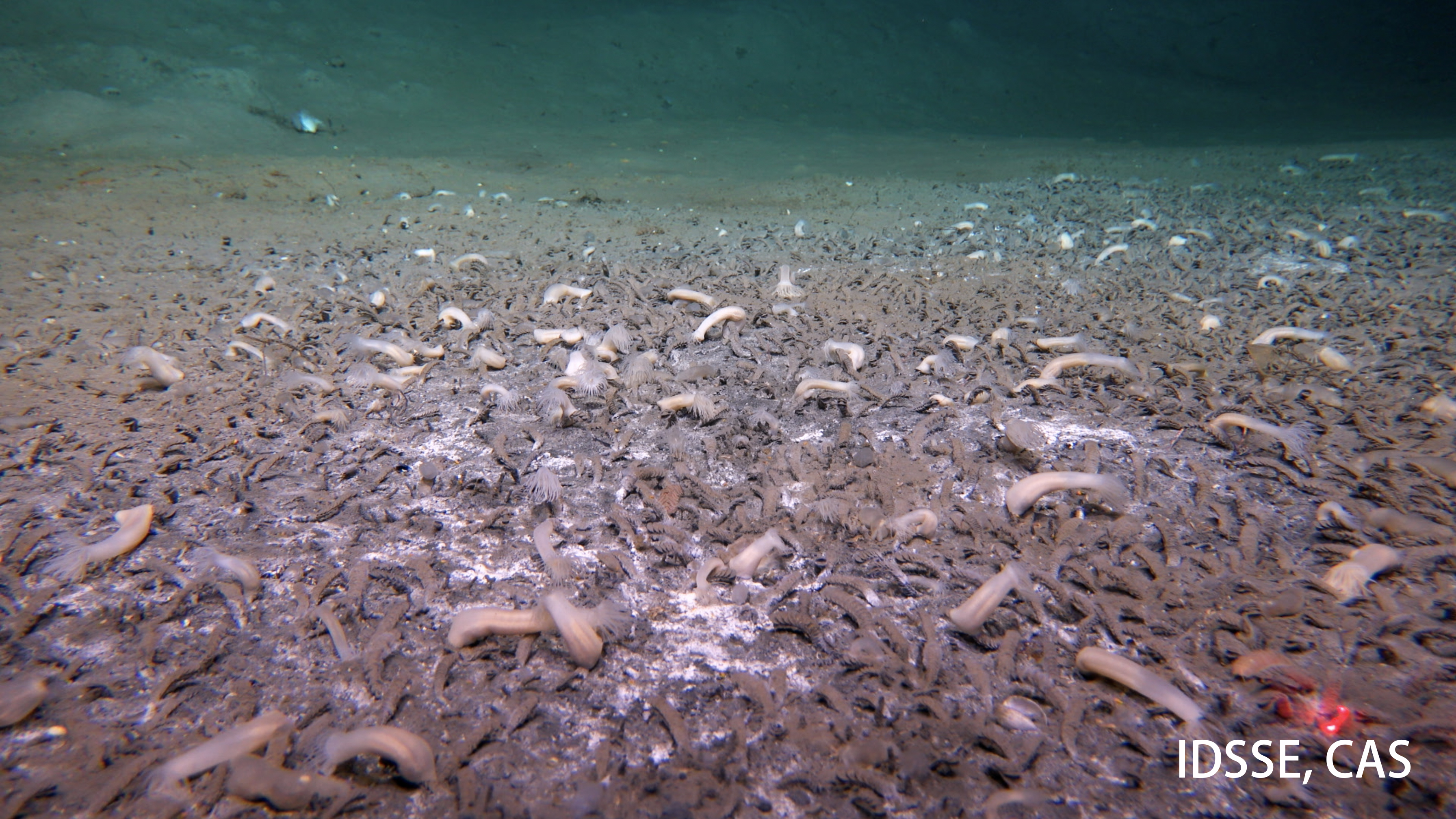 An underwater photograph of tube-dwelling polychaetes and spots of microbial mats at the Aleutian Deepest, 6870 m deep.