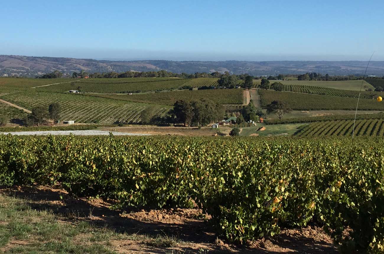 The Brini family vineyard in Blewitt Springs, McLaren Vale