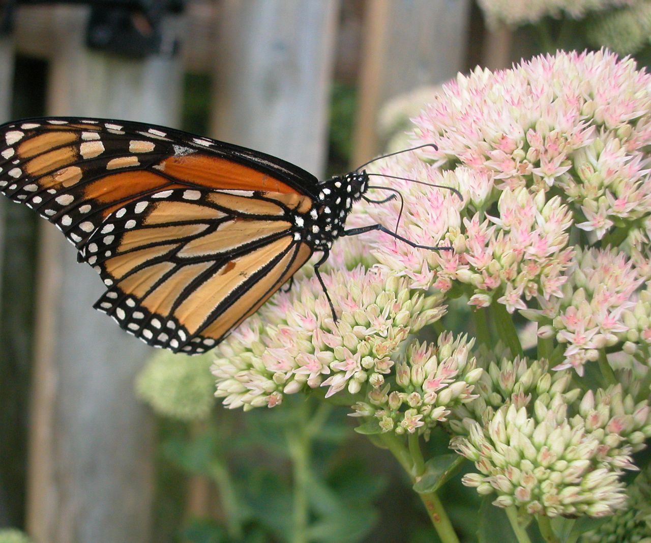 5 Potted Pollinator Garden Ideas For Patios And Balconies | Gardening ...