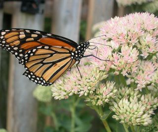 butterfly on milkweed plant growing in pollinator garden