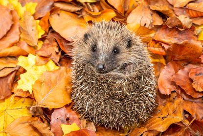 Aldi hedgehog house