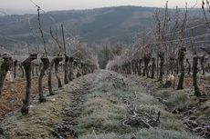 000009cb6-Jefford_Cahors_Vines_HP_090315.jpg