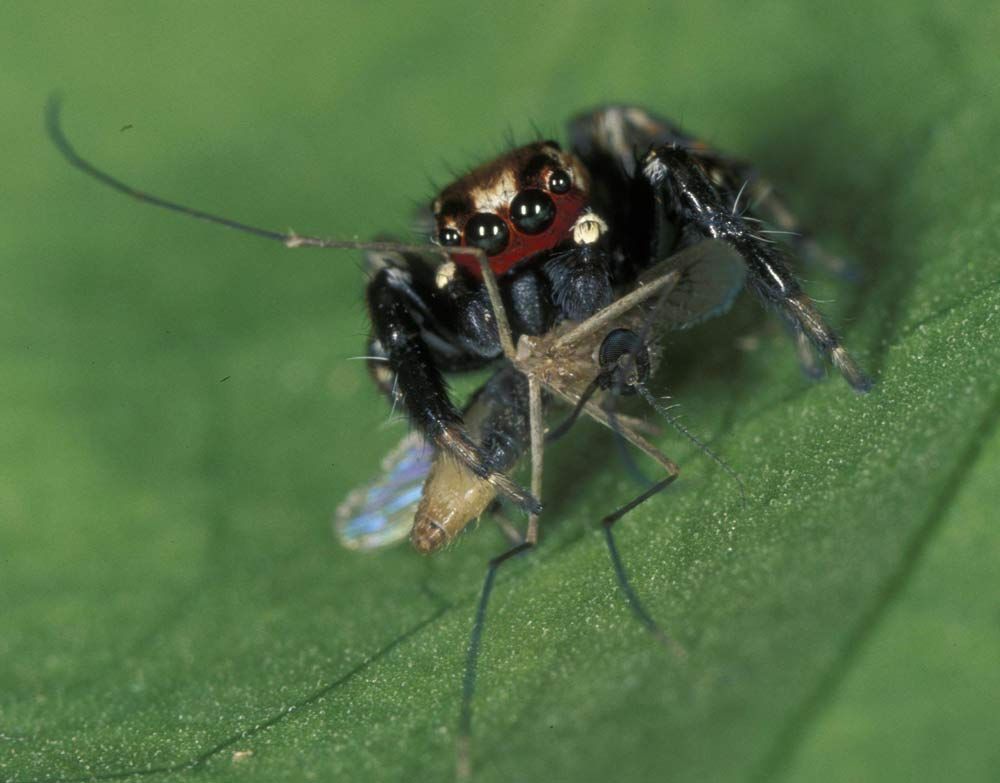 jumping spider eats mosquito