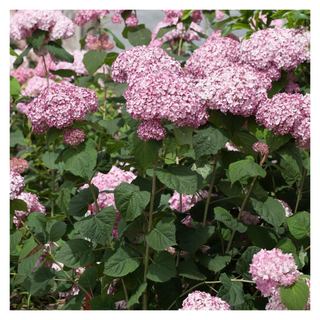 A blush pink 'incrediball' hydrangea plant