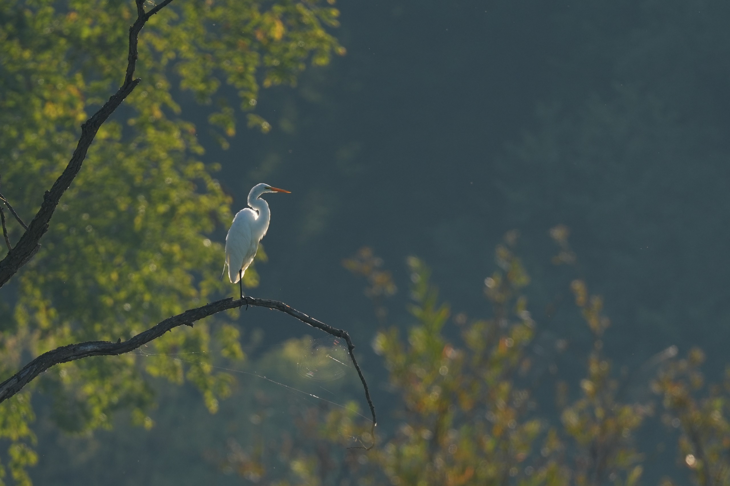 Image sample from the Sony FE 600mm f/6.3 GM OSS