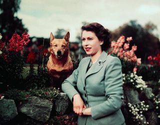 Queen Elizabeth II of England at Balmoral Castle with one of her Corgis, 28th September 1952