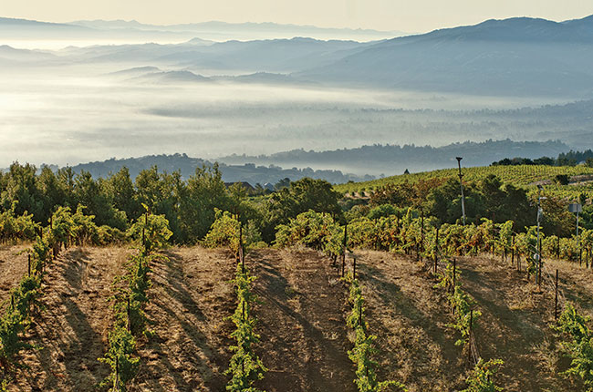 ridge monte bello vineyard