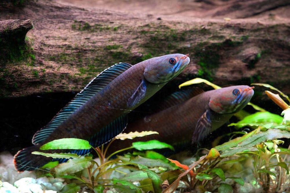 A &#039;walking&#039; snakehead fish.