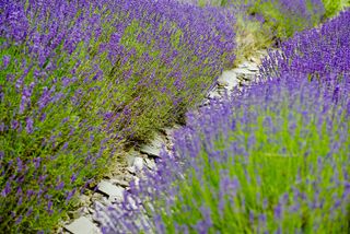 slate path lined with lavender