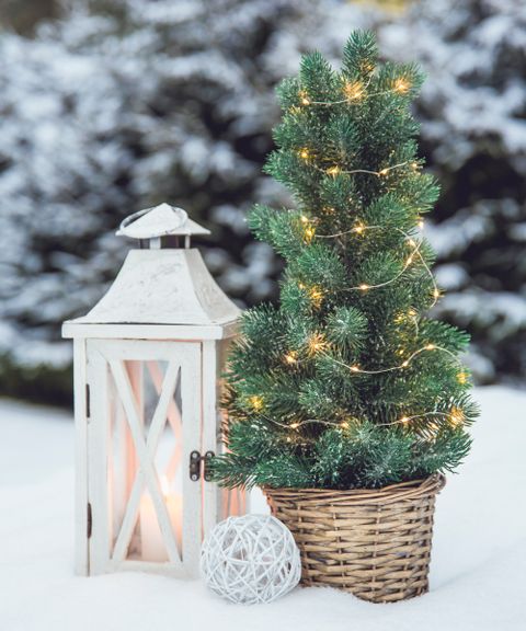 How To Keep A Christmas Tree Alive Real Homes