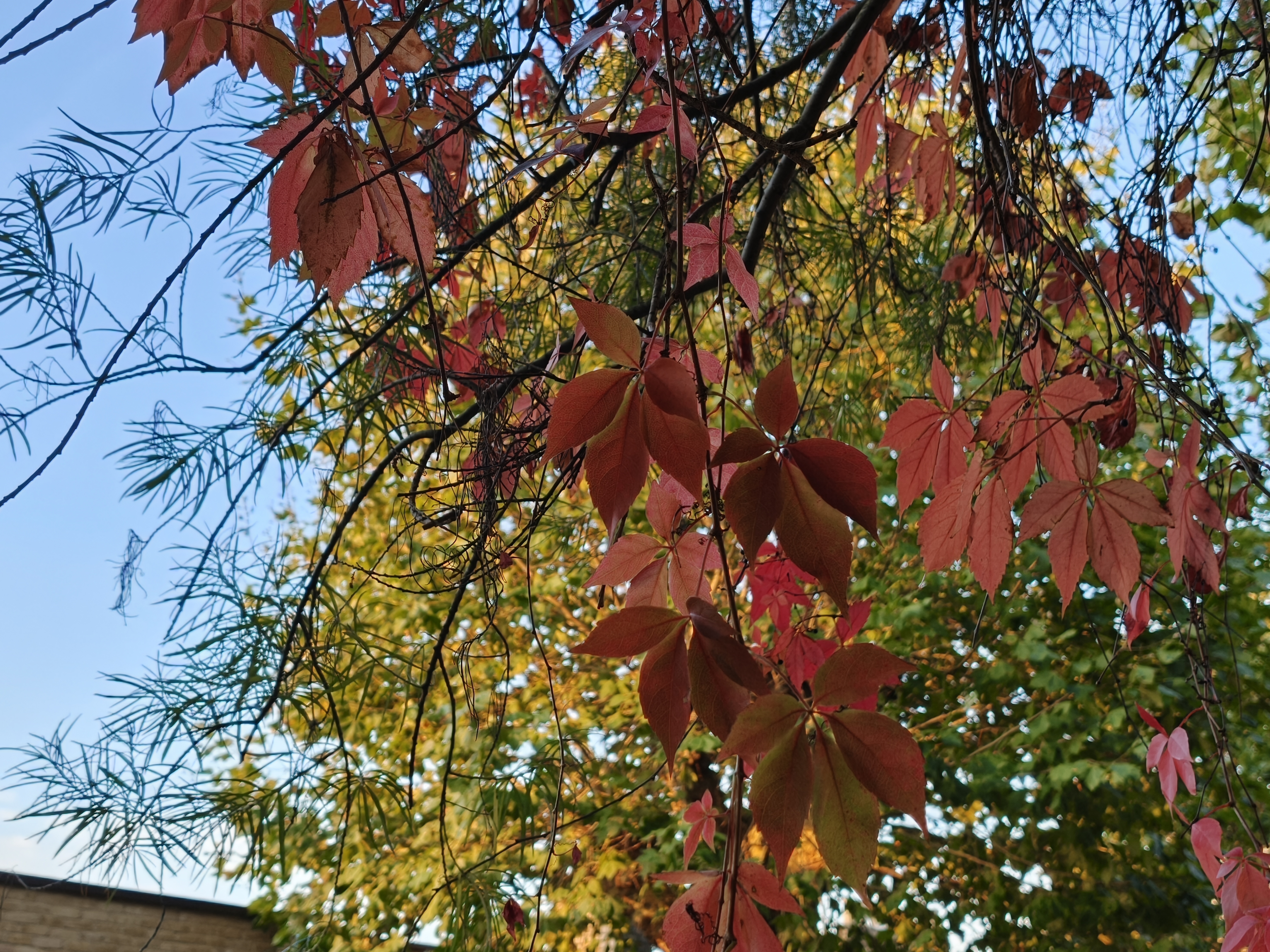 Red leaves and tree branches on a blue sky