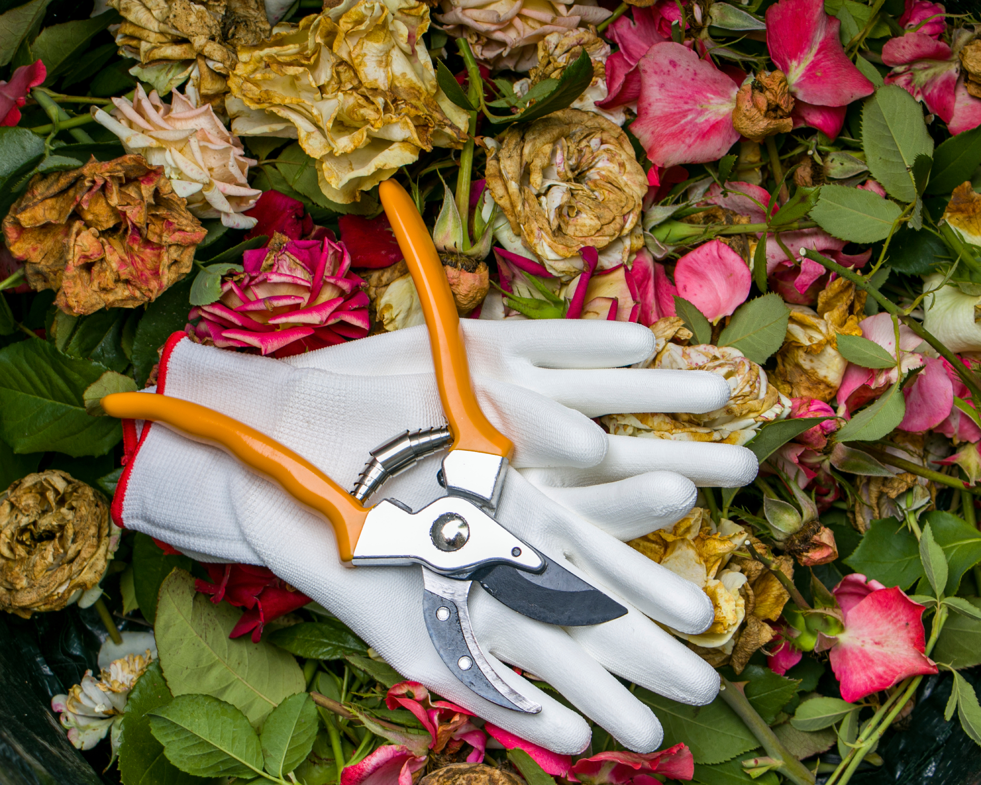 Rose pruning. Protective gloves, garden shears, and cut stems and rose blooms. Rose care. Floriculture.