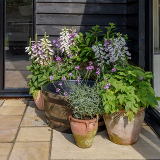 Potted plants in the corner of a patio