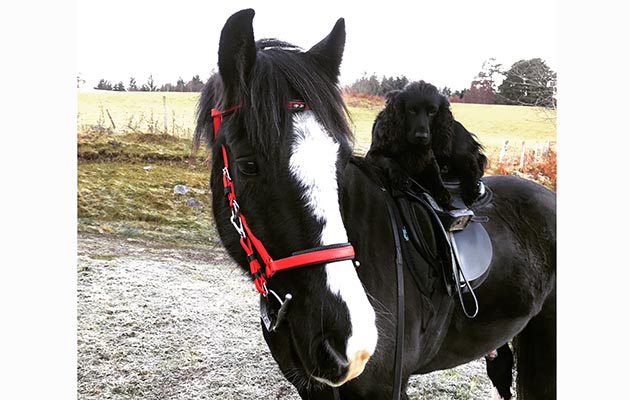 &ldquo;My horse Jack and dog Brodie love going hacking together. This photo is of my two sleepy boys after a hack on Sunday in the very frosty Highlands of Scotland. Jack is really spooky hacking on his own, but as long as Brodie is there he is very relaxed.&rdquo; &mdash; Julie Matheson