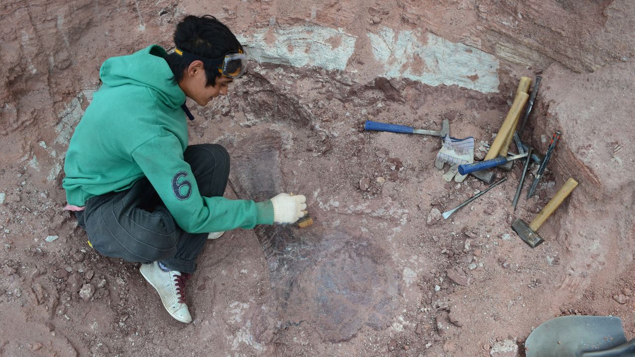 Paleontologists carefully excavated the remains of N. zapati.