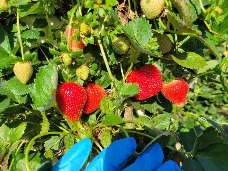 Galaxy S21 Camera Sample Strawberry Picking